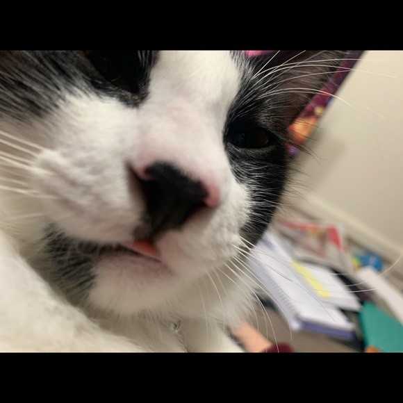 Meet your Posher, Nikki - Picture 5 of 6